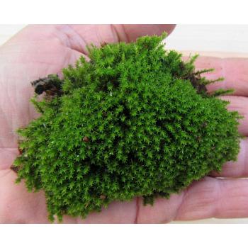 Rock Moss 1-Quart Bag of Fresh Live Rock Moss